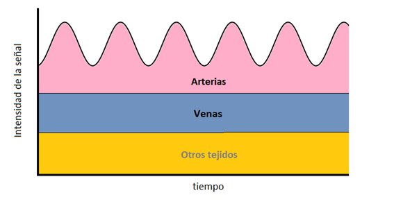 Cómo miden los wearables: del corazón a la respiración